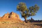 Saudi Arabia, Tabuk, Al-Disah. Desert Prince Mohammed bin Salman Natural Reserve. Art Print